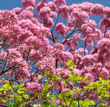 타히보 효능이 타베트리 추출물에 들어있는 성분때문인데요~~그 성분에는 항암과 항염, 관절과 연골, 면역, 심지어 체중관리까지 도움을 줄 수 있다는 거 아셨나요? 또한 부작용과 주의사항도 함께 확인해 보세요~