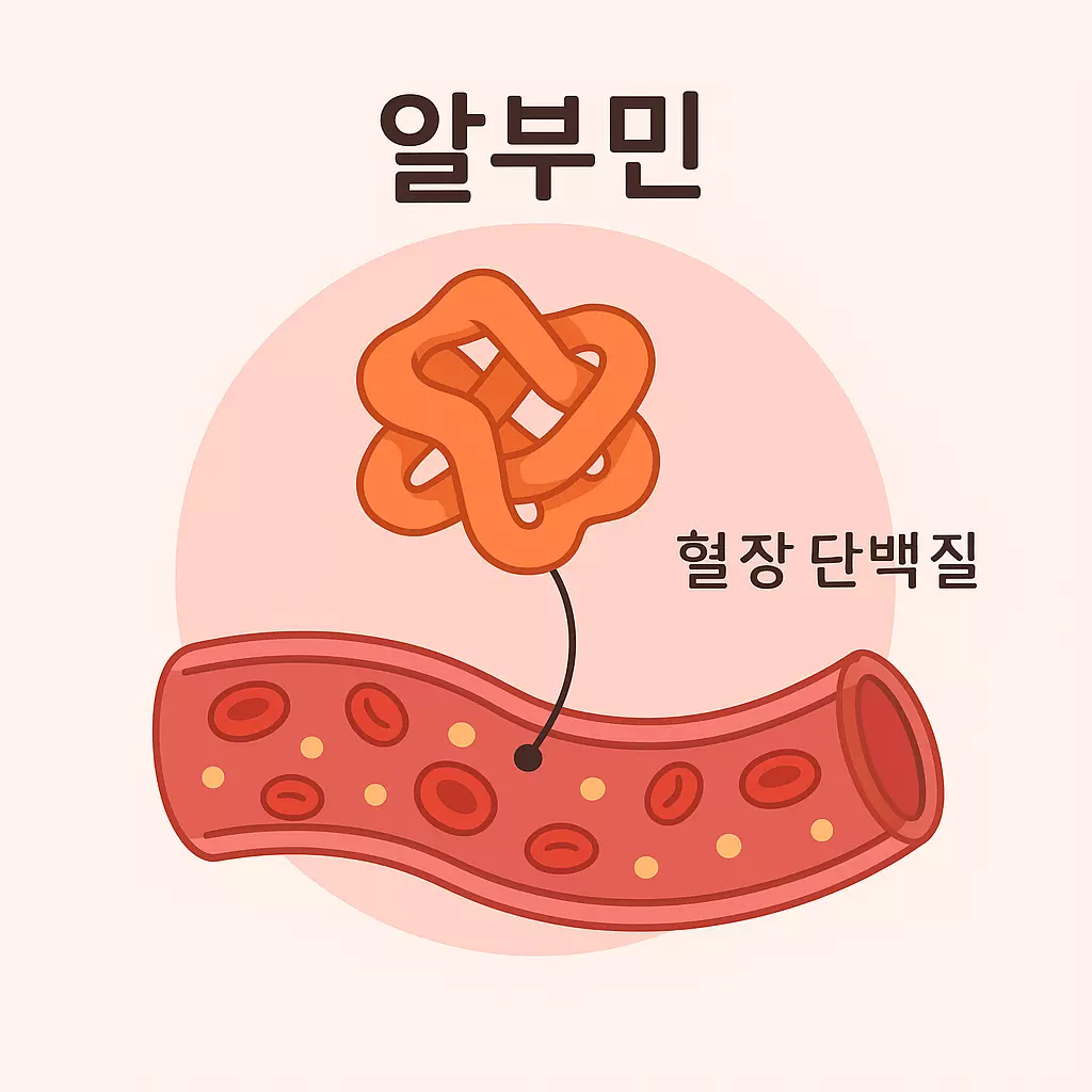 “알부민의 구조와 혈관 속 위치를 보여주는 일러스트 이미지. 혈관 안에 적혈구와 함께 존재하는 알부민 분자가 강조되어 있으며, ‘알부민’과 ‘혈장 단백질’이라는 한국어 설명이 포함되어 있다. 알부민 효능을 시각적으로 이해할 수 있도록 구성된 교육용 이미지.”
